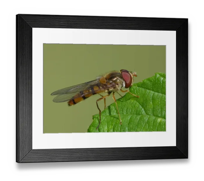 Framed Print : Late Spring Hoverfly (Meliscaeva cinctella) adult, resting on leaf, Leicestershire, England, august Framed Print : Late Spring Hoverfly (Meliscaeva cinctella) adult, resting on leaf, Leicestershire, England, august