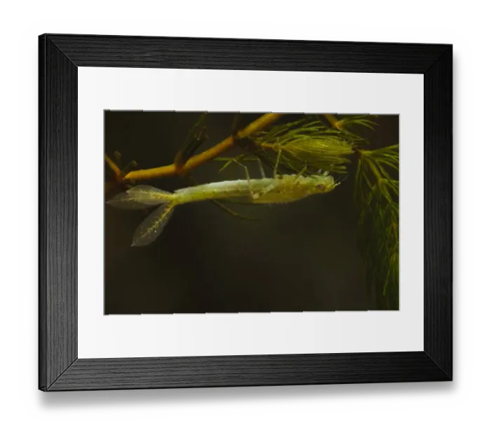 Framed Print : Blue-tailed Damselfly (Ischnura elegans) nymph, clinging to pondweed, Wat Tyler Country Park, Essex, England, april (photographed in specialist photography tank and subsequently returned to wild) Framed Print : Blue-tailed Damselfly (Ischnura elegans) nymph, clinging to pondweed, Wat Tyler Country Park, Essex, England, april (photographed in specialist photography tank and subsequently returned to wild)