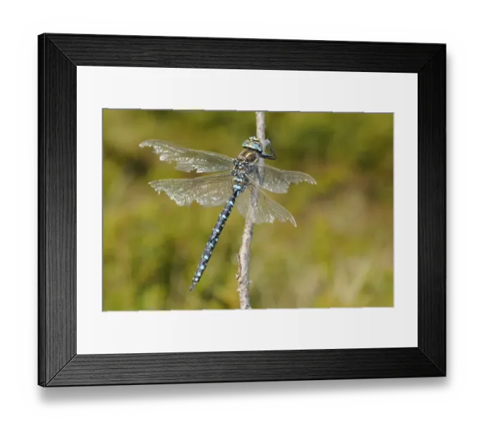 Framed Print : Common Hawker (Aeshna juncea) mature adult male, with wings damaged by fighting, resting on twig, Italian Alps, Italy, october Framed Print : Common Hawker (Aeshna juncea) mature adult male, with wings damaged by fighting, resting on twig, Italian Alps, Italy, october