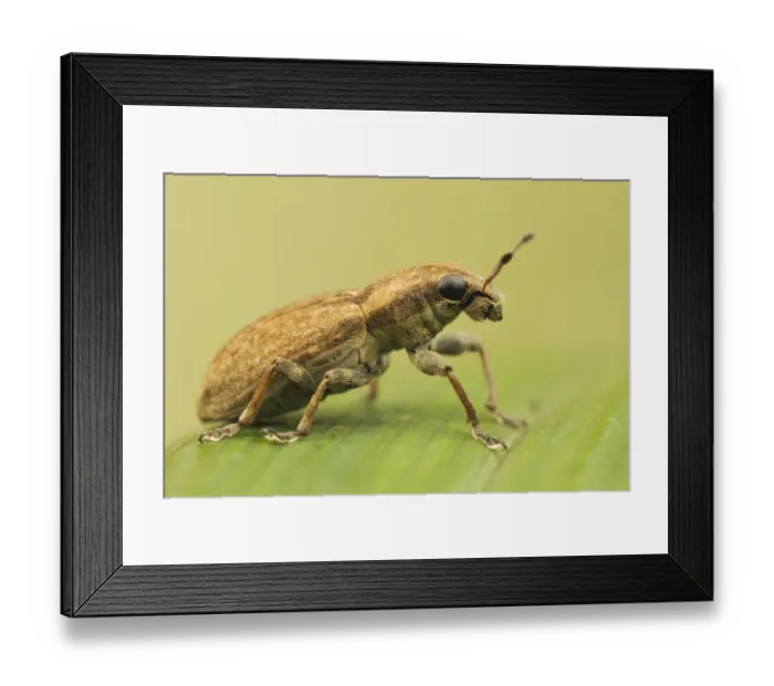 Framed Print : Weevil (Sitona sp. ) adult, resting on leaf, Leicestershire, England, july Framed Print : Weevil (Sitona sp. ) adult, resting on leaf, Leicestershire, England, july