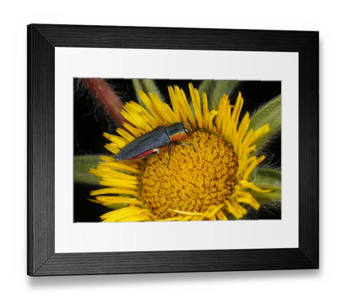 Framed Print : Emerald Ash-borer Beetle (Anthaxia hungarica) adult female, on Spiny Starwort (Pallenis spinosa) flower, near Minerve, Herault, Languedoc-Roussillon, France, may Framed Print : Emerald Ash-borer Beetle (Anthaxia hungarica) adult female, on Spiny Starwort (Pallenis spinosa) flower, near Minerve, Herault, Languedoc-Roussillon, France, may