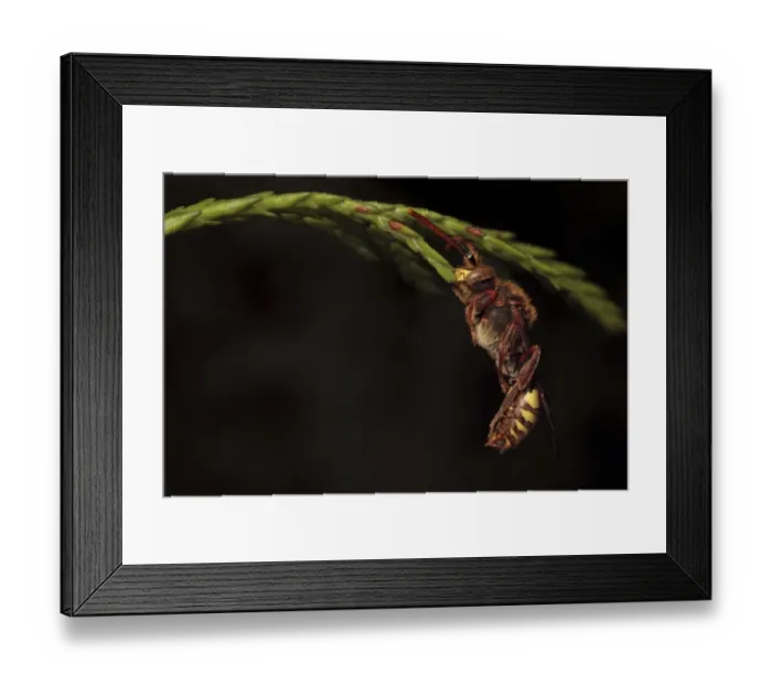 Framed Print : Nomad Bee (Nomada lathburiana) adult female, sleeping, with jaws locked onto stem, Leicestershire, England, april