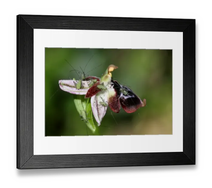 Framed Print : Speckled Bush-cricket (Leptophytes punctatissima) first instar young, group on Rheinhold's Bee Orchid (Ophrys reinholdii) flower, Peloponesos, Southern Greece, april Framed Print : Speckled Bush-cricket (Leptophytes punctatissima) first instar young, group on Rheinhold's Bee Orchid (Ophrys reinholdii) flower, Peloponesos, Southern Greece, april
