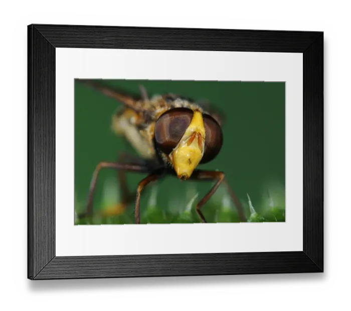 Framed Print : Hoverfly (Volucella sp. ) adult, close-up of head, Oxfordshire, England, august Framed Print : Hoverfly (Volucella sp. ) adult, close-up of head, Oxfordshire, England, august