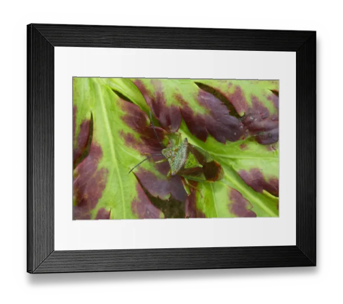 Framed Print : Hawthorn Shieldbug (Acanthosoma haemorrhoidale) adult, resting on leaf, Essex, England Framed Print : Hawthorn Shieldbug (Acanthosoma haemorrhoidale) adult, resting on leaf, Essex, England