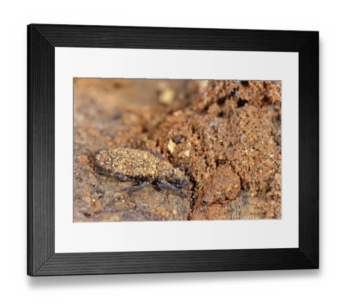 Framed Print : Assassin Bug (Reduviidae sp. ) young nymph, covered with sand particles, mimetic behaviour, South Africa Framed Print : Assassin Bug (Reduviidae sp. ) young nymph, covered with sand particles, mimetic behaviour, South Africa