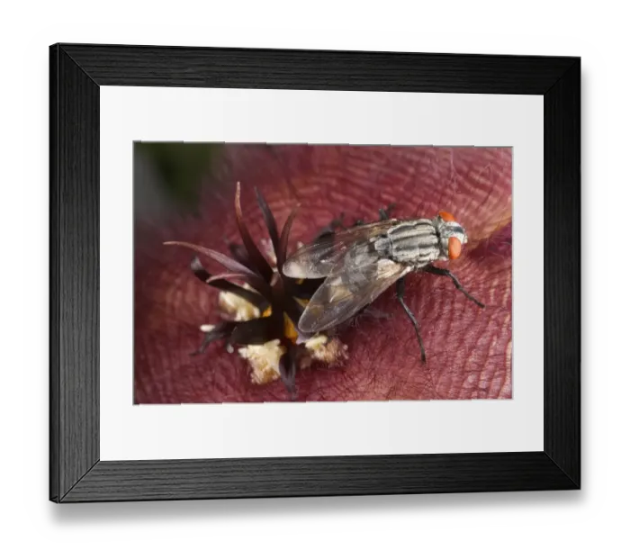 Framed Print : Flesh Fly (Sarcophaga carnaria) adult female, laying eggs inside Carrion Flower (Stapelia hirsuta), flowers smell like rotten meat to attract pollinators Framed Print : Flesh Fly (Sarcophaga carnaria) adult female, laying eggs inside Carrion Flower (Stapelia hirsuta), flowers smell like rotten meat to attract pollinators