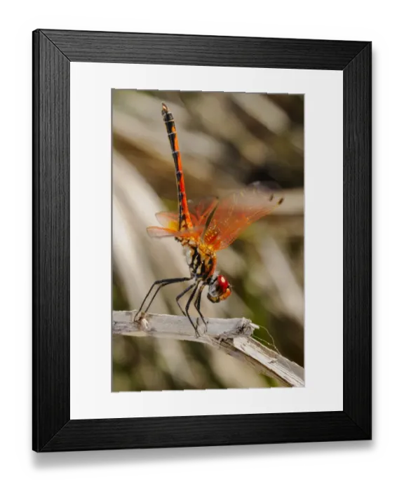 Framed Print : Red-veined Dropwing (Trithemis arteriosa) adult, in obelisk posture, resting on stem, Socotra, Yemen, march Framed Print : Red-veined Dropwing (Trithemis arteriosa) adult, in obelisk posture, resting on stem, Socotra, Yemen, march