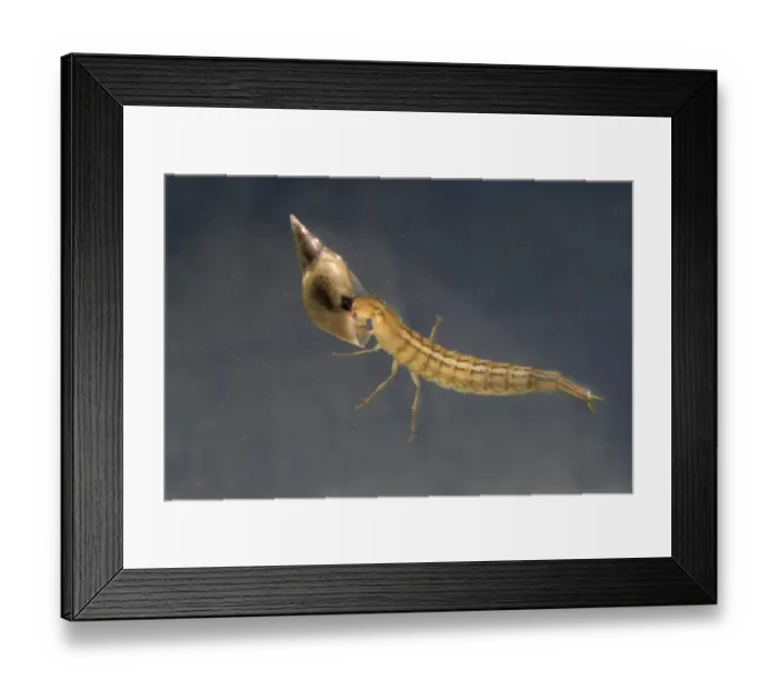 Framed Print : Great Diving Beetle (Dytiscus marginalis) larva, feeding on water snail prey, swimming underwater in garden pond, Bentley, Suffolk, England, june Framed Print : Great Diving Beetle (Dytiscus marginalis) larva, feeding on water snail prey, swimming underwater in garden pond, Bentley, Suffolk, England, june