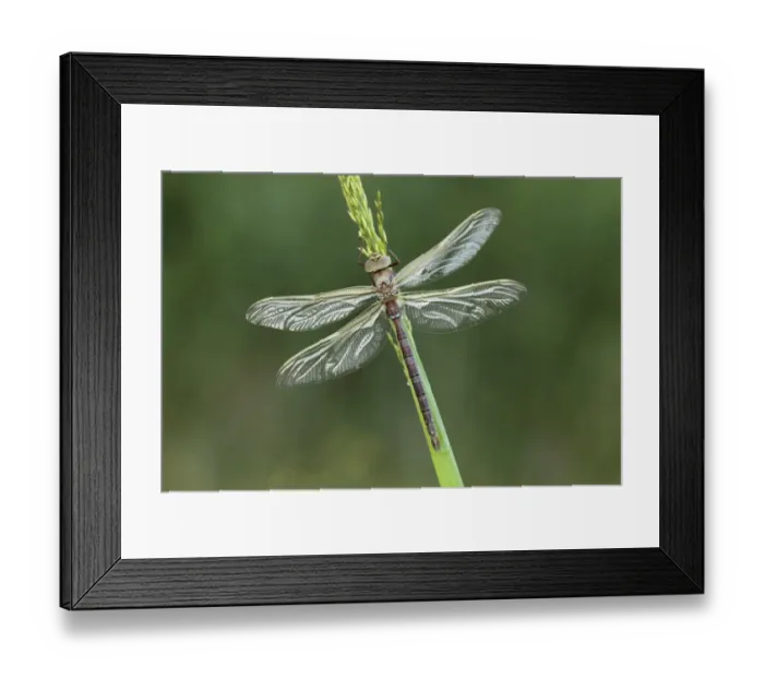 Framed Print : Brown Hawker Dragonfly (Aeshna grandis) adult, resting on stem, Leicestershire, England, june