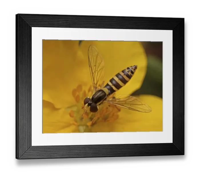 Framed Print : Long Hoverfly (Sphaerophoria scripta) adult, feeding on potentilla flower, Leicestershire, England, august Framed Print : Long Hoverfly (Sphaerophoria scripta) adult, feeding on potentilla flower, Leicestershire, England, august