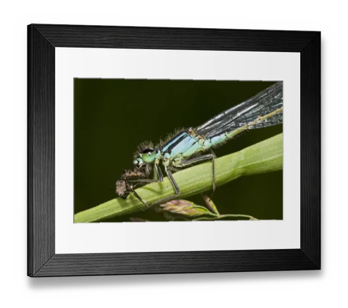 Framed Print : Blue-tailed Damselfly (Ischnura elegans) adult male, feeding on remains of tachinid fly prey, Priory Water Nature Reserve, Leicestershire, England, june Framed Print : Blue-tailed Damselfly (Ischnura elegans) adult male, feeding on remains of tachinid fly prey, Priory Water Nature Reserve, Leicestershire, England, june
