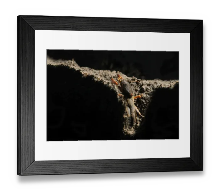 Framed Print : European Mole Cricket (Gryllotalpa gryllotalpa) adult, emerging from burrow at night, Italy, may Framed Print : European Mole Cricket (Gryllotalpa gryllotalpa) adult, emerging from burrow at night, Italy, may