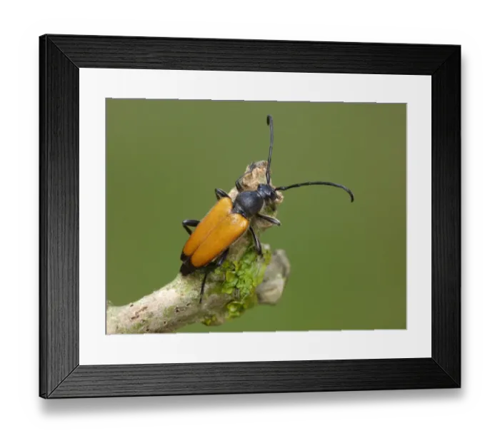 Framed Print : Longhorn Beetle (Leptura rubra) adult, resting on twig Framed Print : Longhorn Beetle (Leptura rubra) adult, resting on twig