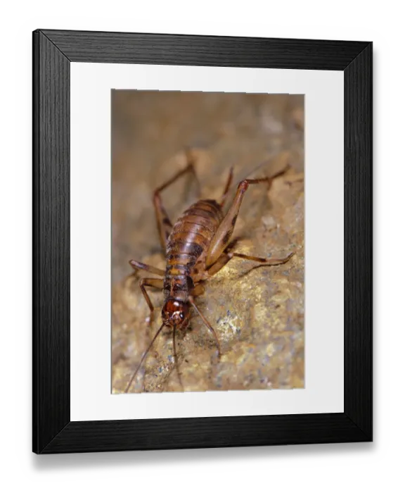 Framed Print : Cave Cricket (Petaloptila andreinii) adult, in cave, Italy, september Framed Print : Cave Cricket (Petaloptila andreinii) adult, in cave, Italy, september