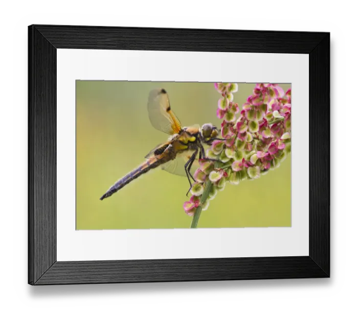 Framed Print : Four-spotted Chaser (Libellula quadrimaculata) adult, resting on flowerhead, Leicestershire, England, june