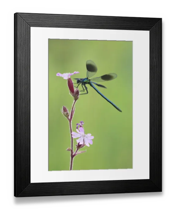 Framed Print : Banded Demoiselle (Calopteryx splendens) adult male, resting on flower, Leicestershire, England, june