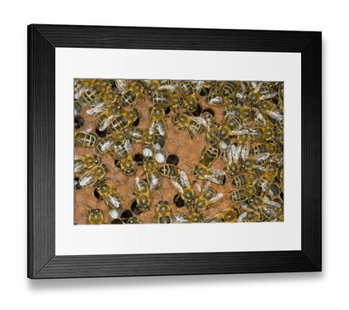 Framed Print : Western Honey Bee (Apis mellifera) female workers, on brood comb inside hive, Norfolk, England, july