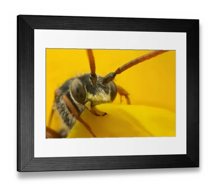 Framed Print : Nomad Bee (Nomada sp. ) adult, close-up of head, sleeping with jaws locked onto flower petal, Leicestershire, England, may Framed Print : Nomad Bee (Nomada sp. ) adult, close-up of head, sleeping with jaws locked onto flower petal, Leicestershire, England, may