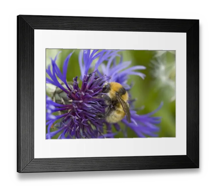 Framed Print : Great Yellow Bumblebee (Bombus distinguendus) adult, feeding on flower, Mainland, Orkney, Scotland, june Framed Print : Great Yellow Bumblebee (Bombus distinguendus) adult, feeding on flower, Mainland, Orkney, Scotland, june