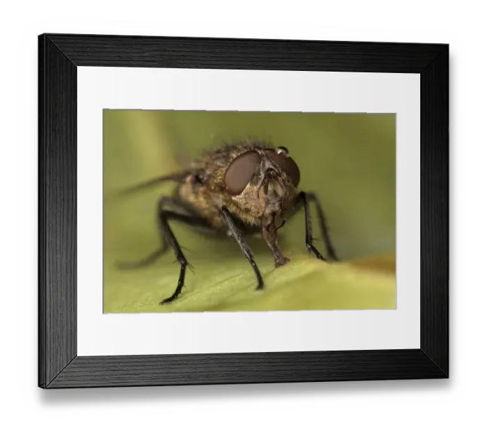 Framed Print : Cluster Fly (Pollenia sp. ) adult, feeding, with water droplet on eye, Leicestershire, England, march Framed Print : Cluster Fly (Pollenia sp. ) adult, feeding, with water droplet on eye, Leicestershire, England, march