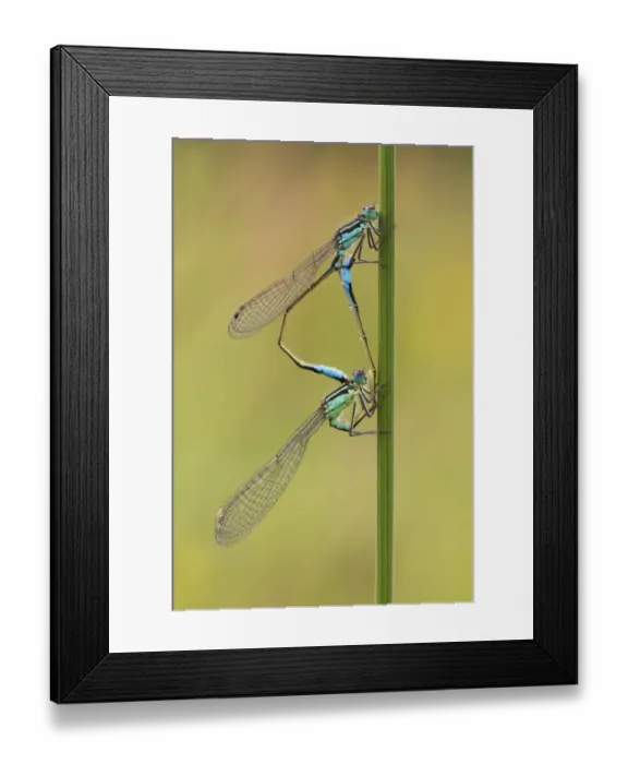 Framed Print : Blue-tailed Damselfly (Ischnura elegans) adult pair, mating, Leicestershire, England, june Framed Print : Blue-tailed Damselfly (Ischnura elegans) adult pair, mating, Leicestershire, England, june