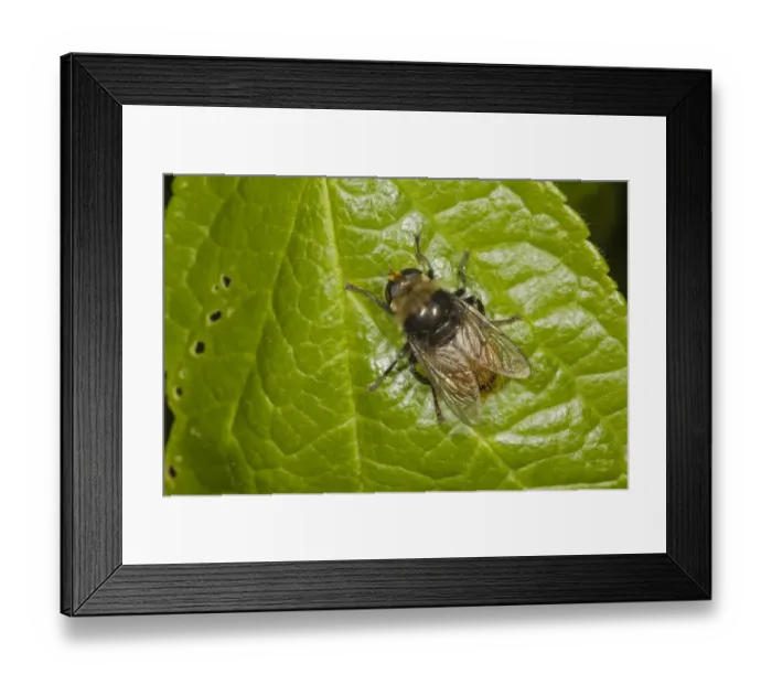 Framed Print : Narcissus Bulb Fly (Merodon equestris) adult, resting on leaf, Norfolk, England, june Framed Print : Narcissus Bulb Fly (Merodon equestris) adult, resting on leaf, Norfolk, England, june