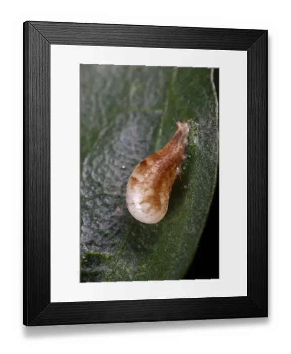 Framed Print : Marmalade Hoverfly (Episyrphus balteatus) pupa attached to leaf, Powys, Wales, july Framed Print : Marmalade Hoverfly (Episyrphus balteatus) pupa attached to leaf, Powys, Wales, july