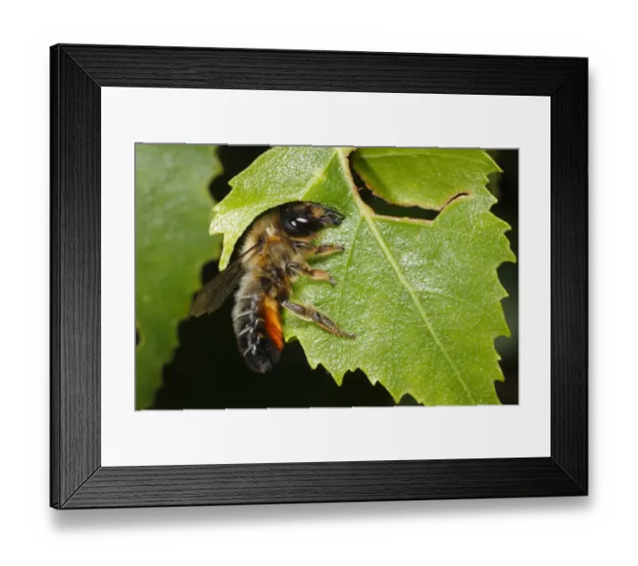 Framed Print : Willoughby's Leafcutter Bee (Megachile willughbiella) adult, cutting disc from Birch (Betula sp. ) leaf, Snailbeach, Shropshire, England, july Framed Print : Willoughby's Leafcutter Bee (Megachile willughbiella) adult, cutting disc from Birch (Betula sp. ) leaf, Snailbeach, Shropshire, England, july