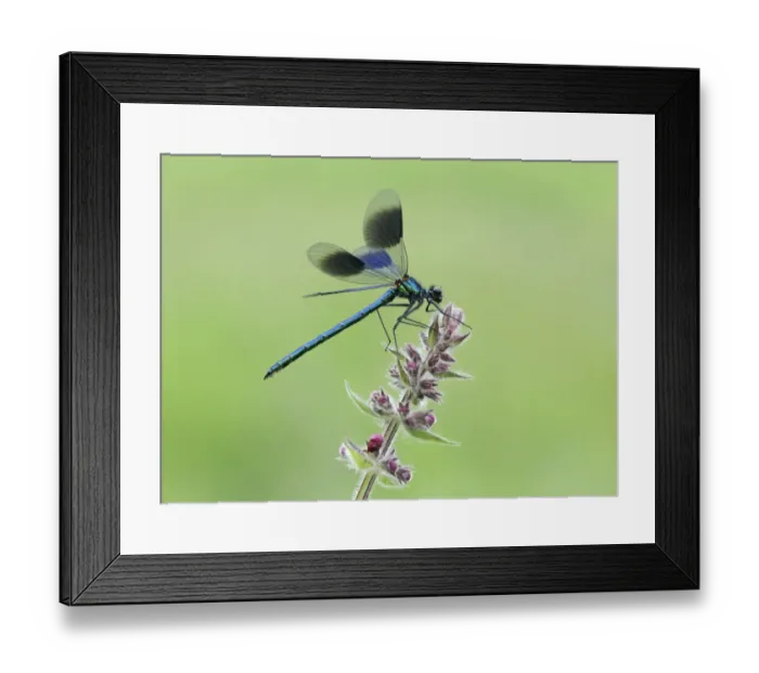 Framed Print : Banded Demoiselle (Calopteryx splendens) adult male, resting on Marsh Woundwort (Stachys palustris) flowerhead, Leicestershire, England, june Framed Print : Banded Demoiselle (Calopteryx splendens) adult male, resting on Marsh Woundwort (Stachys palustris) flowerhead, Leicestershire, England, june