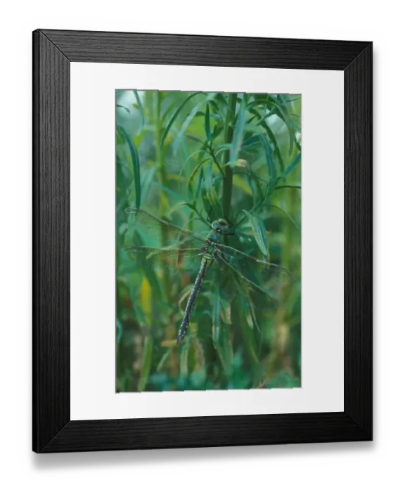 Framed Print : Emperor (Anas imperator) Female / Cambridge / July Framed Print : Emperor (Anas imperator) Female / Cambridge / July