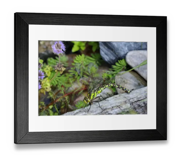 Framed Print : Southern Hawker (Aeshna cyanea) adult female, laying eggs in log at edge of water, Oxfordshire, England, september Framed Print : Southern Hawker (Aeshna cyanea) adult female, laying eggs in log at edge of water, Oxfordshire, England, september