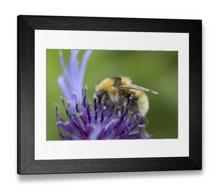 Framed Print : Great Yellow Bumblebee (Bombus distinguendus) adult, feeding on flower, Mainland, Orkney, Scotland, june Framed Print : Great Yellow Bumblebee (Bombus distinguendus) adult, feeding on flower, Mainland, Orkney, Scotland, june