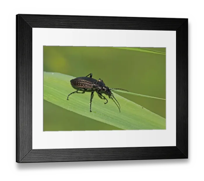 Framed Print : Granulated Ground Beetle (Carabus granulatus) adult, resting on leaf, Strumpshaw Fen RSPB Reserve, River Yare, The Broads, Norfolk, England, september