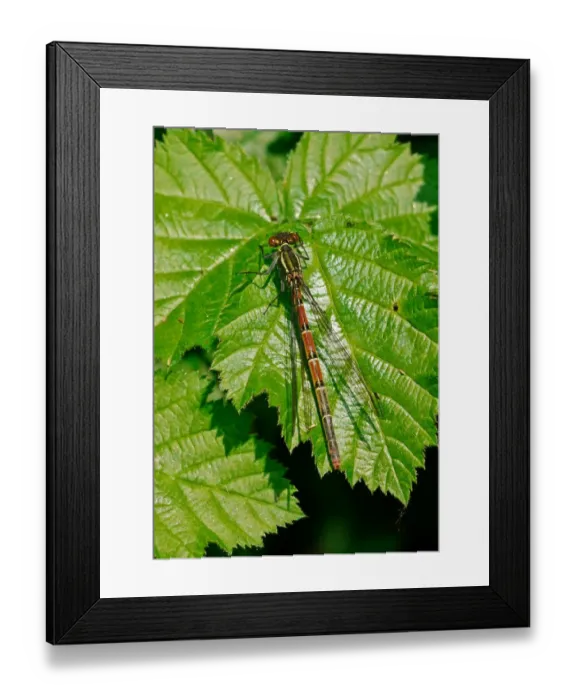 Framed Print : Large Red Damselfly (Pyrrhosoma nymphula) adult female, resting on leaf, West Sussex, England, april Framed Print : Large Red Damselfly (Pyrrhosoma nymphula) adult female, resting on leaf, West Sussex, England, april
