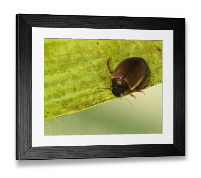 Framed Print : Common Black Diving Beetle (Agabus bipustulatus) adult, resting on submerged leaf, Sheffield, South Yorkshire, England, july Framed Print : Common Black Diving Beetle (Agabus bipustulatus) adult, resting on submerged leaf, Sheffield, South Yorkshire, England, july