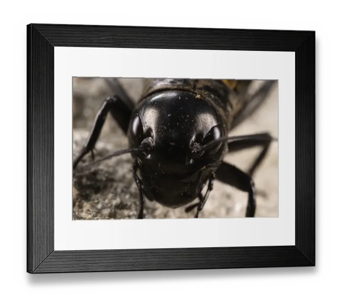 Framed Print : Field Cricket (Gryllus campestris) adult male, close-up of head, Genova Province, Liguria, Italy, may Framed Print : Field Cricket (Gryllus campestris) adult male, close-up of head, Genova Province, Liguria, Italy, may