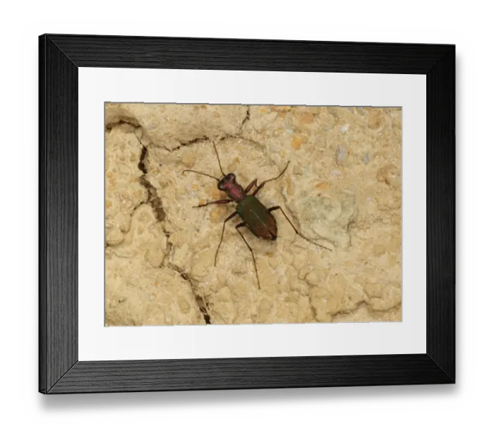 Framed Print : Cliff Tiger Beetle (Cicindela germanica) adult, standing on soft cliff, Eype, Dorset, England, july Framed Print : Cliff Tiger Beetle (Cicindela germanica) adult, standing on soft cliff, Eype, Dorset, England, july