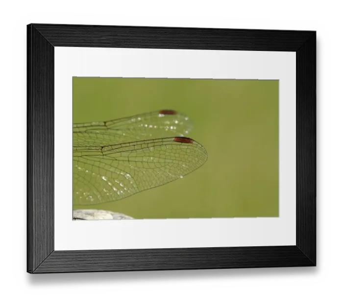 Framed Print : Common Darter Dragonfly (Sympetrum striolatum) adult male, close-up of wing detail, Oxfordshire, England Framed Print : Common Darter Dragonfly (Sympetrum striolatum) adult male, close-up of wing detail, Oxfordshire, England