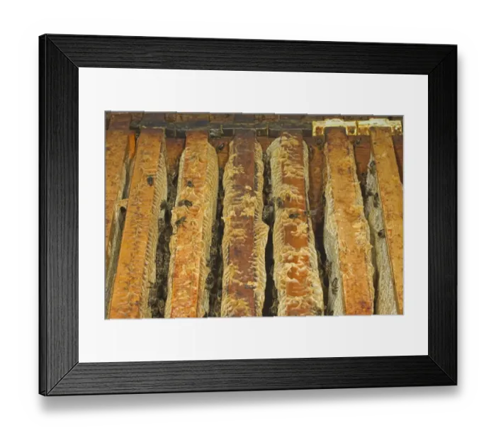 Framed Print : Western Honey Bee (Apis mellifera) female workers, on frames with combs inside hive, Norfolk, England, july Framed Print : Western Honey Bee (Apis mellifera) female workers, on frames with combs inside hive, Norfolk, England, july