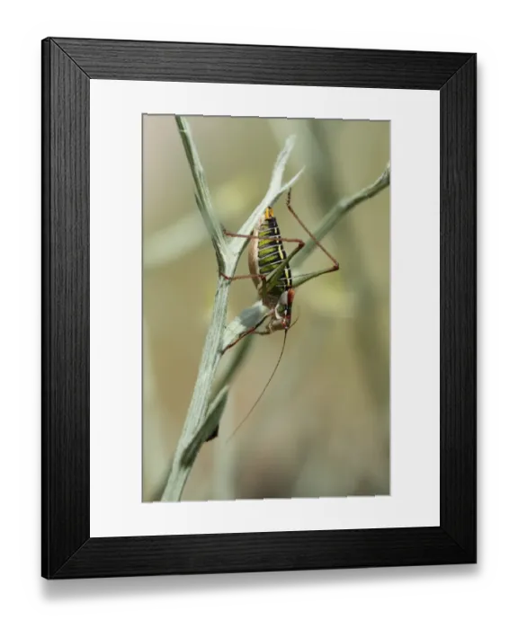 Framed Print : Saddle-backed Bush-cricket (Ephippiger ephippiger) adult, resting on stem, Lesvos, Greece, may