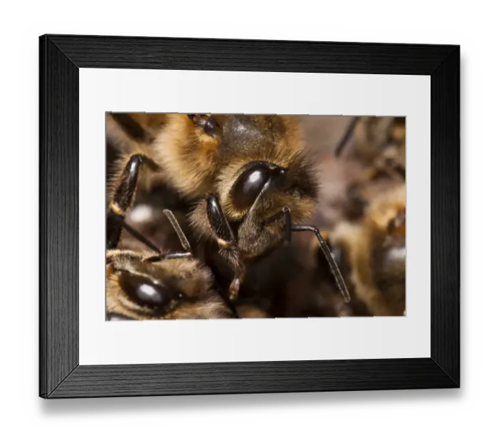 Framed Print : Western Honey Bee (Apis mellifera) adult, close-up of head, clearly showing hairs growing from eye, Crossness Nature Reserve, Bexley, Kent, England, may Framed Print : Western Honey Bee (Apis mellifera) adult, close-up of head, clearly showing hairs growing from eye, Crossness Nature Reserve, Bexley, Kent, England, may