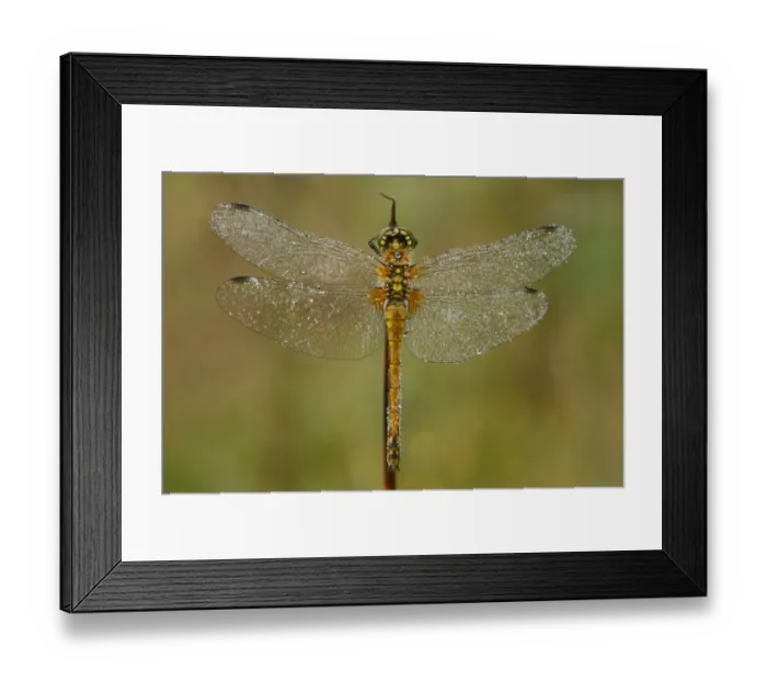 Framed Print : Black Darter (Sympetrum danae) adult female, covered with dew, Powys, Wales, august Framed Print : Black Darter (Sympetrum danae) adult female, covered with dew, Powys, Wales, august