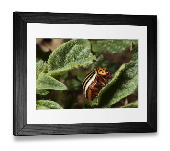 Framed Print : Colorado Potato Beetle (Leptinotarsa decemlineata) introduced pest species, adult, on potato leaf, Pyrenees, Ariege, France, may Framed Print : Colorado Potato Beetle (Leptinotarsa decemlineata) introduced pest species, adult, on potato leaf, Pyrenees, Ariege, France, may