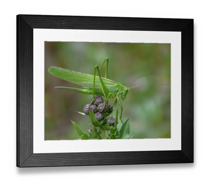 Framed Print : Great Green Bush-cricket (Tettigonia viridissima) adult female, resting on Meadow Thistle (Cirsium dissectum), Cannobina Valley, Piedmont, Northern Italy, july