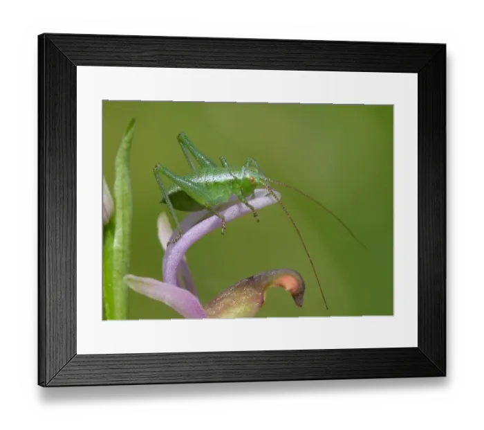 Framed Print : Speckled Bush-cricket (Leptophytes punctatissima) first instar young, resting on Horseshoe Orchid (Ophrys ferrum-equinum) flower sepals, Peloponesos, Southern Greece, april Framed Print : Speckled Bush-cricket (Leptophytes punctatissima) first instar young, resting on Horseshoe Orchid (Ophrys ferrum-equinum) flower sepals, Peloponesos, Southern Greece, april