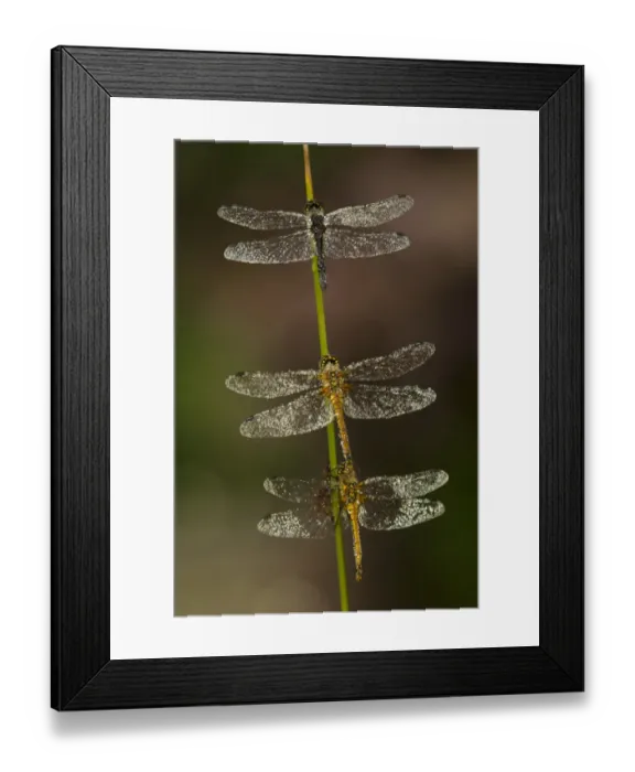 Framed Print : Black Darter (Sympetrum danae) three adults, covered with raindrops after rain, resting on stem, Derbyshire, England, august Framed Print : Black Darter (Sympetrum danae) three adults, covered with raindrops after rain, resting on stem, Derbyshire, England, august