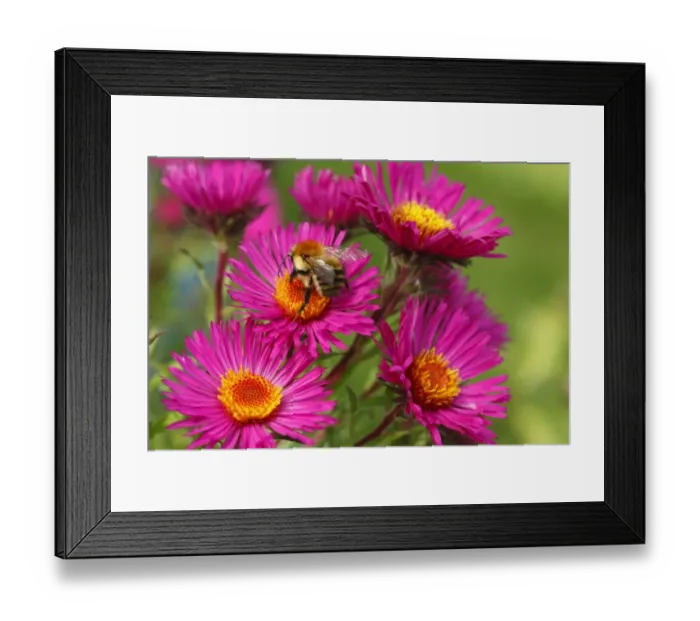 Framed Print : Common Carder Bumblebee (Bombus pascuorum) adult, feeding on Michaelmas Daisy (Aster novae-angliae) flowers in garden, Powys, Wales, september Framed Print : Common Carder Bumblebee (Bombus pascuorum) adult, feeding on Michaelmas Daisy (Aster novae-angliae) flowers in garden, Powys, Wales, september