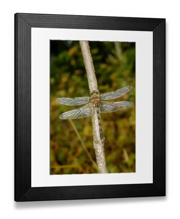 Framed Print : Orange-spotted Emerald (Oxygastra curtisii) adult, resting on twig, Italy, june Framed Print : Orange-spotted Emerald (Oxygastra curtisii) adult, resting on twig, Italy, june