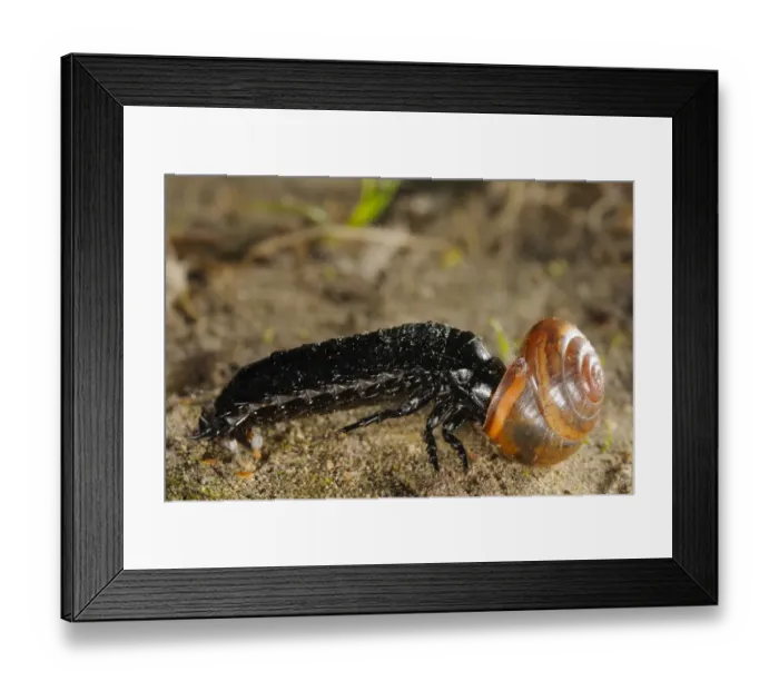 Framed Print : Ground Beetle (Carabidae sp. ) larva, feeding on snail prey, Italy, april